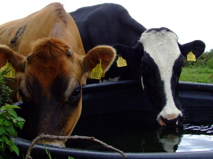Stock Water Systems